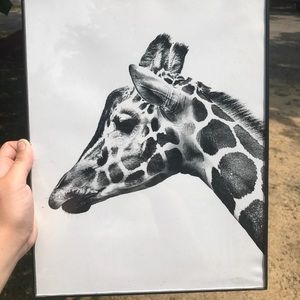 Giraffe hanging picture